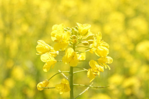 菜の花　鹿児島 2015